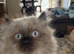 Green collar - Himalayan Kitten For Sale - 