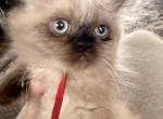 Red collar - Himalayan Kitten For Sale - Dover&comma; NH&comma; US