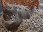 Zeus - Minuet Cat For Adoption - Myrtle Beach&comma; SC&comma; US