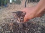 Our kitties - Polydactyl Kitten For Sale - Terra Bella&comma; CA&comma; US
