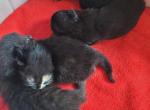 Domestic long hair kittens - American Longhair Kitten For Sale - Germantown&comma; MD&comma; US