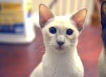 Below cost Siamese adults lilac and blue - Siamese Cat For Sale - Garner&comma; NC&comma; US