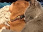 Surgaree - Domestic Kitten For Adoption - Lawrenceville&comma; GA&comma; US