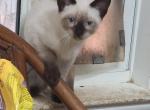 Raven's seal points - Siamese Kitten For Sale - 