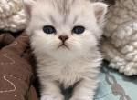 Silver male - Exotic Kitten For Sale - Pitkin&comma; LA&comma; US