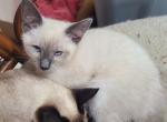 Blue point kittens - Siamese Kitten For Sale - Garner&comma; NC&comma; US