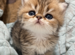Cinderella - Exotic Kitten For Sale - Pitkin&comma; LA&comma; US