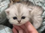 Silver female - Exotic Cat For Sale - Pitkin&comma; LA&comma; US