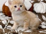 Golden British Shorthair boy - British Shorthair Kitten For Sale - City Of Spokane Valley&comma; WA&comma; US