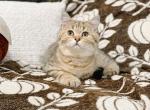 Black golden spotted British shorthair boy - British Shorthair Kitten For Sale - City Of Spokane Valley&comma; WA&comma; US