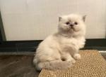 Fabulous Five - Ragdoll Kitten For Sale - Goodrich&comma; MI&comma; US