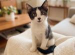 Aura's Kittens - Domestic Kitten For Adoption - Fort Pierce&comma; FL&comma; US