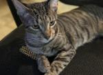 Baby - Manx Cat For Adoption - 