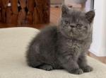 Max - Exotic Kitten For Sale