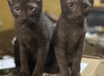 Twins - Domestic Kitten For Adoption - Pasadena&comma; TX&comma; US