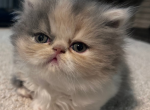 Beyonce - Persian Kitten For Sale - 