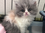 Bonita - Persian Kitten For Sale - 