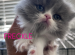 Freckle - Persian Kitten For Sale - 