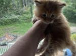 Rex - Maine Coon Kitten For Sale - Clarks Summit&comma; PA&comma; US