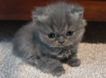 Chicken Little - Persian Kitten For Sale - 