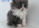 Leftie - Persian Kitten For Sale - Fulshear&comma; TX&comma; US