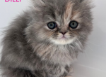 Dilly - Persian Kitten For Sale - Fulshear&comma; TX&comma; US