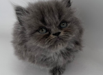 Leche - Persian Kitten For Sale - Fulshear&comma; TX&comma; US