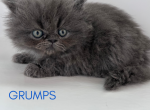 Grumps - Persian Kitten For Sale - Fulshear&comma; TX&comma; US