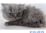 Silver - Persian Kitten For Sale - Fulshear&comma; TX&comma; US