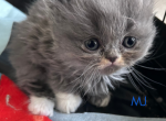 MJ - Persian Kitten For Sale - Fulshear&comma; TX&comma; US