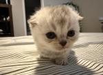Schwartz - Scottish Fold Kitten For Sale - 