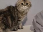 Shaded male golden - Persian Kitten For Sale - Waldorf&comma; MD&comma; US