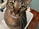 Garbanzo - Domestic Cat For Adoption - San Antonio&comma; TX&comma; US