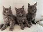Diva - Maine Coon Kitten For Sale - Bancroft&comma; NE&comma; US
