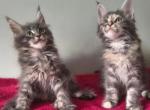 Keen and Diva - Maine Coon Kitten For Sale - Timpanogos&comma; UT&comma; US