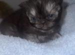 Persian Female Smoke Coat - Persian Kitten For Sale - Rockford&comma; IL&comma; US