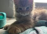 Creamsicle Litter - Maine Coon Kitten For Sale - Palmer&comma; MA&comma; US