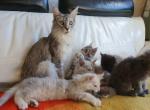 TICA REGISTERED GORGEOUS MAINE COONKITTENS - Maine Coon Kitten For Sale - Pearl Beach&comma; MI&comma; US