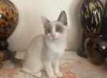 Pacific NorthWest - Snowshoe Kitten For Sale - Eagle Point&comma; OR&comma; US