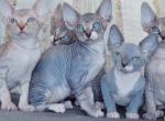 Sphynx Hairless Kittens - Sphynx Kitten For Sale - Miami&comma; FL&comma; US