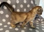 Highlander kity 2a - Highlander Kitten For Sale - Goshen&comma; AL&comma; US