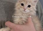 Simba - Persian Kitten For Sale - Canyon Lake&comma; CA&comma; US