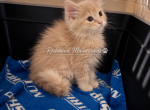 Simba - Persian Kitten For Sale - 