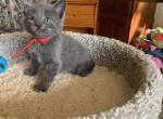 Mixed breed kittens - Ragdoll Kitten For Sale - 