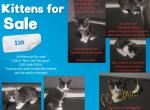 Names can be changed - Domestic Kitten For Adoption - Redding&comma; CA&comma; US