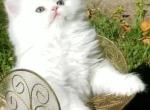 Persian Kittens For Sale - Persian Kitten For Sale - 