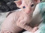 Sphynx Kittens For Sale - Sphynx Kitten For Sale - Kans City&comma; MO&comma; US