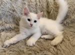 FirCountry Duchess - Siberian Kitten For Sale - 