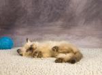 Royal Blue Eyes Ragdolls - Ragdoll Kitten For Sale - GA&comma; US