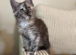 Starlight - Maine Coon Kitten For Sale - Londonderry&comma; NH&comma; US
